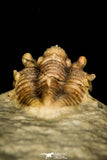 30385 - Top Well Preserved 0.42 Inch Otarion oklahomiensis Devonian Trilobite - Oklahoma USA