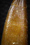 08292 - Great Collection of 2 Elasmosaur (Zarafasaura oceanis) Teeth