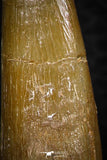 08292 - Great Collection of 2 Elasmosaur (Zarafasaura oceanis) Teeth