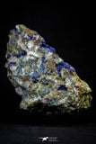 21193 - Beautiful Azurite Cristals + Malachite Cristals in Quartz Matrix - Alnif (South Morocco)