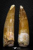 08292 - Great Collection of 2 Elasmosaur (Zarafasaura oceanis) Teeth