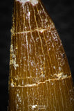 08292 - Great Collection of 2 Elasmosaur (Zarafasaura oceanis) Teeth