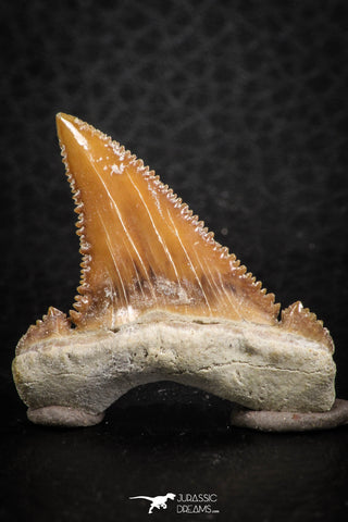 07240 - Top Beautiful 1.09 Inch Serrated Palaeocarcharodon orientalis (Pygmy white Shark) Tooth