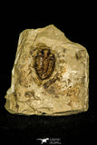 30386 - Top Rare 0.56 Inch Encrinuroides enshiensis Silurian Trilobite - China