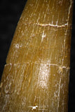 08292 - Great Collection of 2 Elasmosaur (Zarafasaura oceanis) Teeth