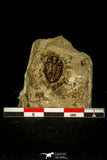 30386 - Top Rare 0.56 Inch Encrinuroides enshiensis Silurian Trilobite - China