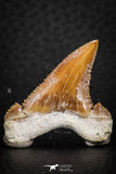 07240 - Top Beautiful 1.09 Inch Serrated Palaeocarcharodon orientalis (Pygmy white Shark) Tooth