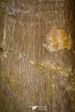 08293 - Great Collection of 3 Elasmosaur (Zarafasaura oceanis) Teeth