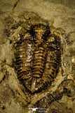 30386 - Top Rare 0.56 Inch Encrinuroides enshiensis Silurian Trilobite - China