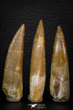 08293 - Great Collection of 3 Elasmosaur (Zarafasaura oceanis) Teeth