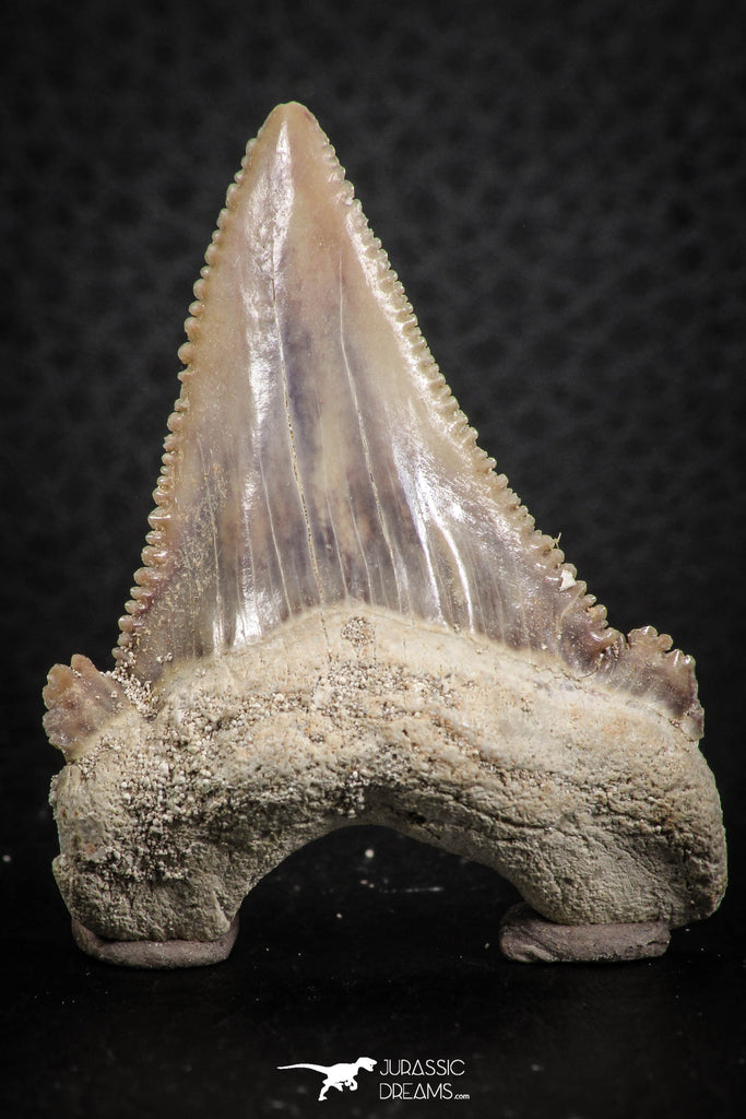 07241 - Strongly Serrated 1.73 Inch Palaeocarcharodon orientalis (Pygmy white Shark) Tooth