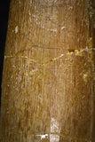08293 - Great Collection of 3 Elasmosaur (Zarafasaura oceanis) Teeth