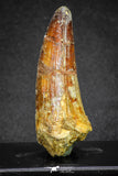 20119 - Top Quality 2.28 Inch Elosuchus sp Crocodile Premaxillary Tooth KemKem Beds