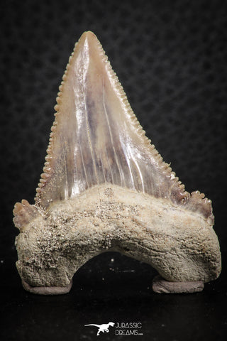 07241 - Strongly Serrated 1.73 Inch Palaeocarcharodon orientalis (Pygmy white Shark) Tooth