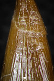 08293 - Great Collection of 3 Elasmosaur (Zarafasaura oceanis) Teeth