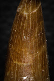 08293 - Great Collection of 3 Elasmosaur (Zarafasaura oceanis) Teeth