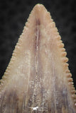 07241 - Strongly Serrated 1.73 Inch Palaeocarcharodon orientalis (Pygmy white Shark) Tooth