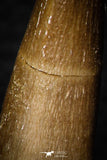 08293 - Great Collection of 3 Elasmosaur (Zarafasaura oceanis) Teeth