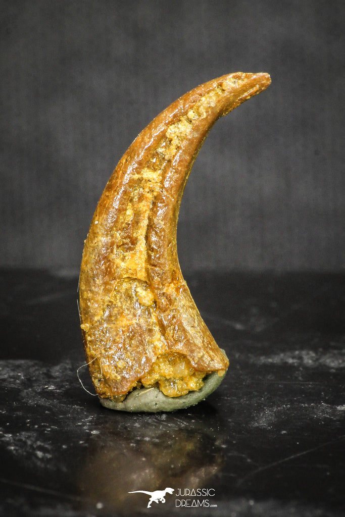 20120 - Top Rare 0.70 Inch Upper Cretaceous Pterosaur Claw KemKem Beds Ifezouane Fm
