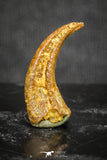 20120 - Top Rare 0.70 Inch Upper Cretaceous Pterosaur Claw KemKem Beds Ifezouane Fm