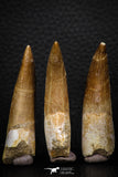 08293 - Great Collection of 3 Elasmosaur (Zarafasaura oceanis) Teeth