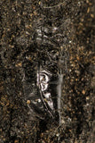 30387 - Top Rare Beetle Preserved in Brea - Pleistocene Tar Pits California