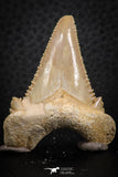 07242 - Strongly Serrated 1.72 Inch Palaeocarcharodon orientalis (Pygmy white Shark) Tooth