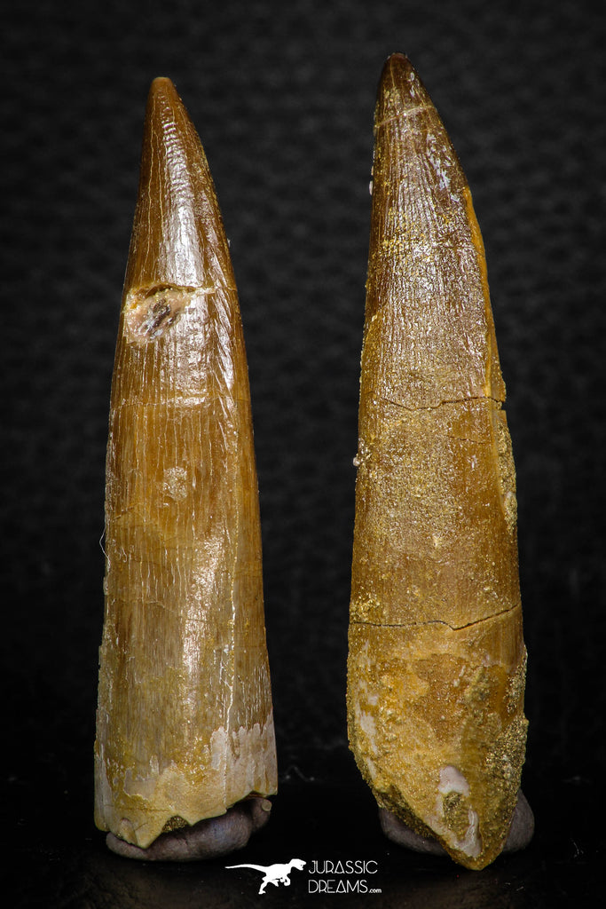 08294 - Great Collection of 2 Elasmosaur (Zarafasaura oceanis) Teeth