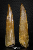 08294 - Great Collection of 2 Elasmosaur (Zarafasaura oceanis) Teeth