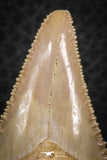 07242 - Strongly Serrated 1.72 Inch Palaeocarcharodon orientalis (Pygmy white Shark) Tooth