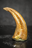 20120 - Top Rare 0.70 Inch Upper Cretaceous Pterosaur Claw KemKem Beds Ifezouane Fm