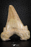 07242 - Strongly Serrated 1.72 Inch Palaeocarcharodon orientalis (Pygmy white Shark) Tooth