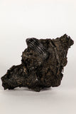 30388 - Top Rare Beetle Preserved in Brea - Pleistocene Tar Pits California