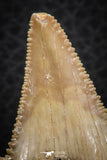 07242 - Strongly Serrated 1.72 Inch Palaeocarcharodon orientalis (Pygmy white Shark) Tooth