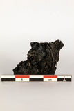 30388 - Top Rare Beetle Preserved in Brea - Pleistocene Tar Pits California