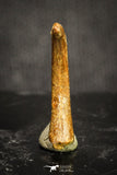 20120 - Top Rare 0.70 Inch Upper Cretaceous Pterosaur Claw KemKem Beds Ifezouane Fm
