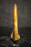 20120 - Top Rare 0.70 Inch Upper Cretaceous Pterosaur Claw KemKem Beds Ifezouane Fm