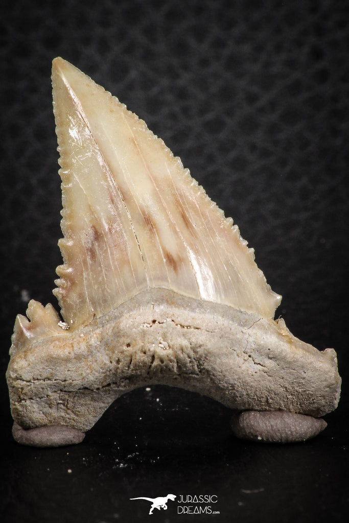 07243 - Finest Quality 1.54 Inch Serrated Palaeocarcharodon orientalis (Pygmy white Shark) Tooth