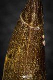 08294 - Great Collection of 2 Elasmosaur (Zarafasaura oceanis) Teeth