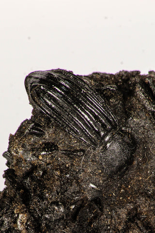 30388 - Top Rare Beetle Preserved in Brea - Pleistocene Tar Pits California