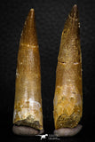 08294 - Great Collection of 2 Elasmosaur (Zarafasaura oceanis) Teeth