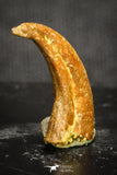 20120 - Top Rare 0.70 Inch Upper Cretaceous Pterosaur Claw KemKem Beds Ifezouane Fm