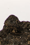 30388 - Top Rare Beetle Preserved in Brea - Pleistocene Tar Pits California