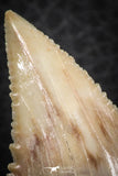 07243 - Finest Quality 1.54 Inch Serrated Palaeocarcharodon orientalis (Pygmy white Shark) Tooth