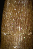 08295 - Great Collection of 3 Elasmosaur (Zarafasaura oceanis) Teeth