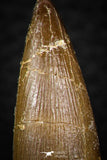 08295 - Great Collection of 3 Elasmosaur (Zarafasaura oceanis) Teeth