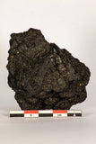 30389 - Top Rare Grasshopper Preserved in Brea - Pleistocene Tar Pits California