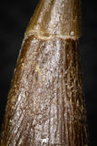 08295 - Great Collection of 3 Elasmosaur (Zarafasaura oceanis) Teeth