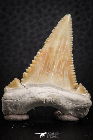 07244 - Nicely Serrated 1.55 Inch Palaeocarcharodon orientalis (Pygmy white Shark) Tooth