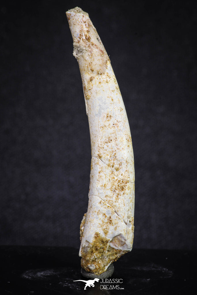 20121 - Nice 2.31 Inch Pterosaur (Coloborhynchus) Tooth Cretaceous KemKem